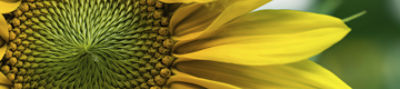 Primer plano de girasol